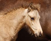 Heidar von Heidmoor e